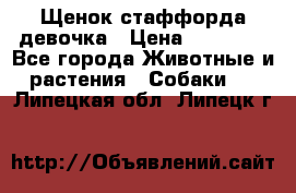 Щенок стаффорда девочка › Цена ­ 20 000 - Все города Животные и растения » Собаки   . Липецкая обл.,Липецк г.